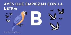 Aves que empiezan con B