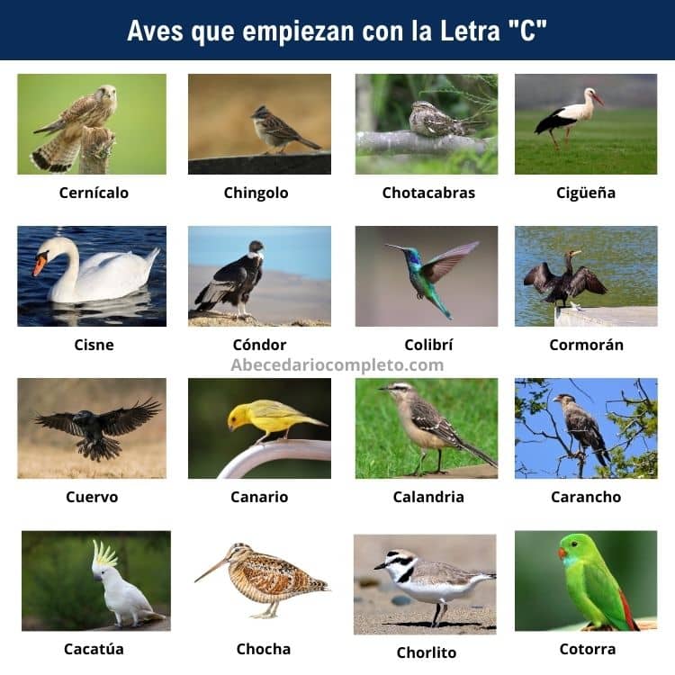 Aves que empiezan con C - Lista completa