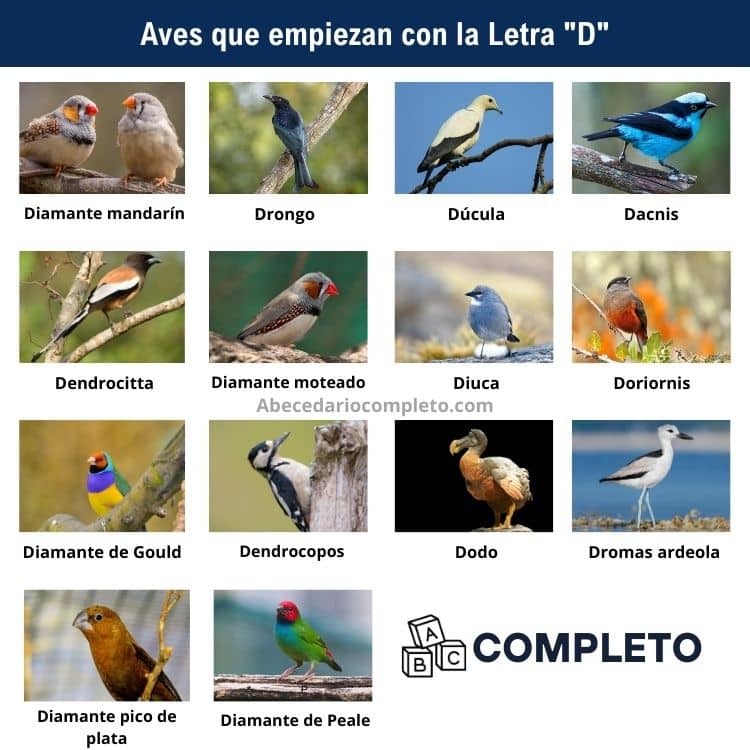 Aves que empiezan con D - Lista completa