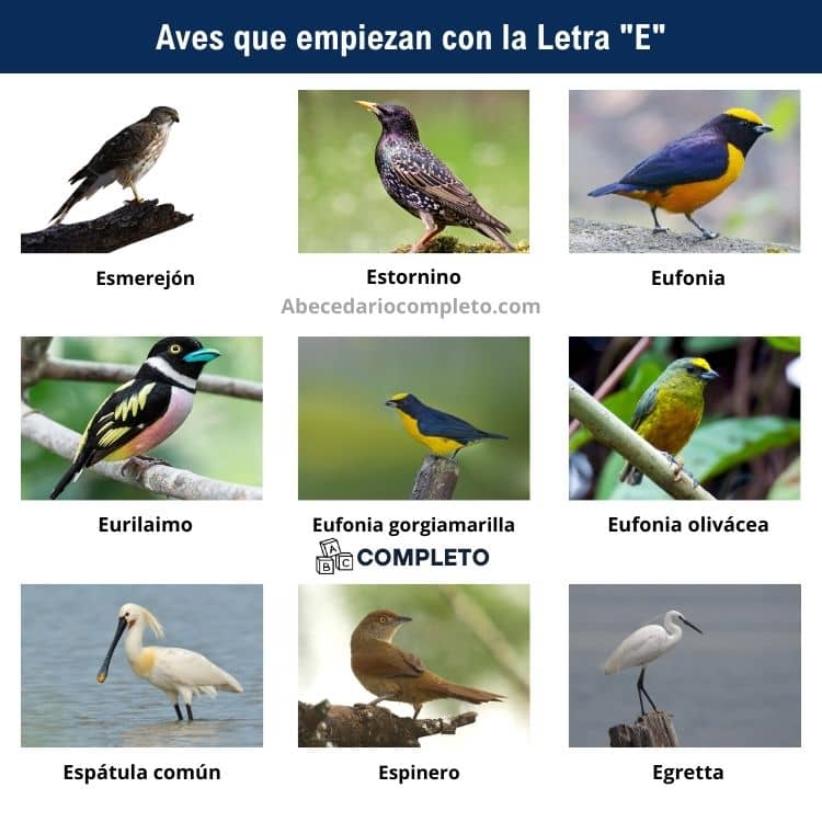 Aves que empiezan con E - Lista completa