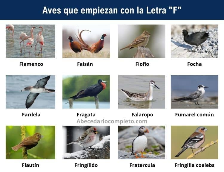 Aves que empiezan con F - Lista completa