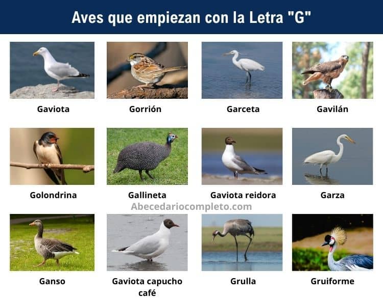 Aves que empiezan con G - Lista completa