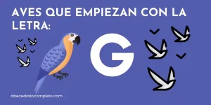 Aves que empiezan con G - Lista detallada