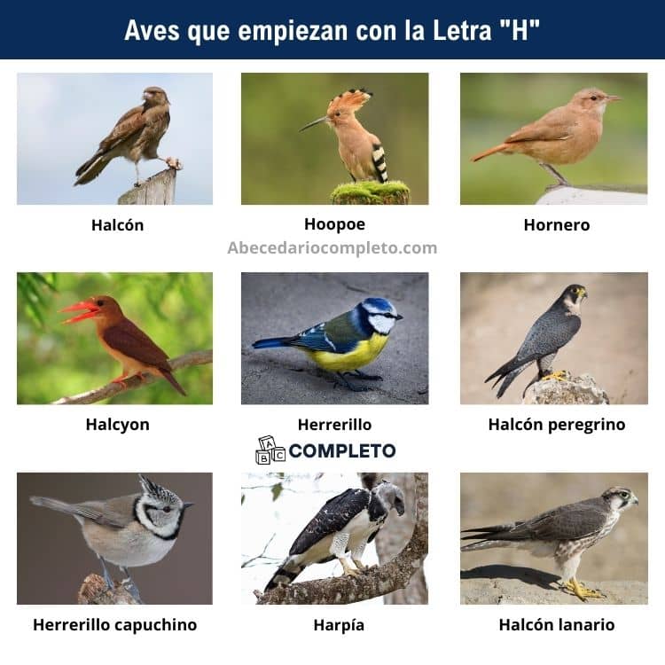 Aves que empiezan con H - Lista completa