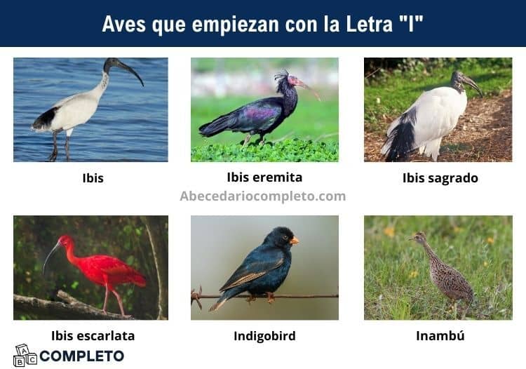 Aves que empiezan con I - Lista completa