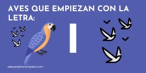 Aves que empiezan con I - Lista detallada