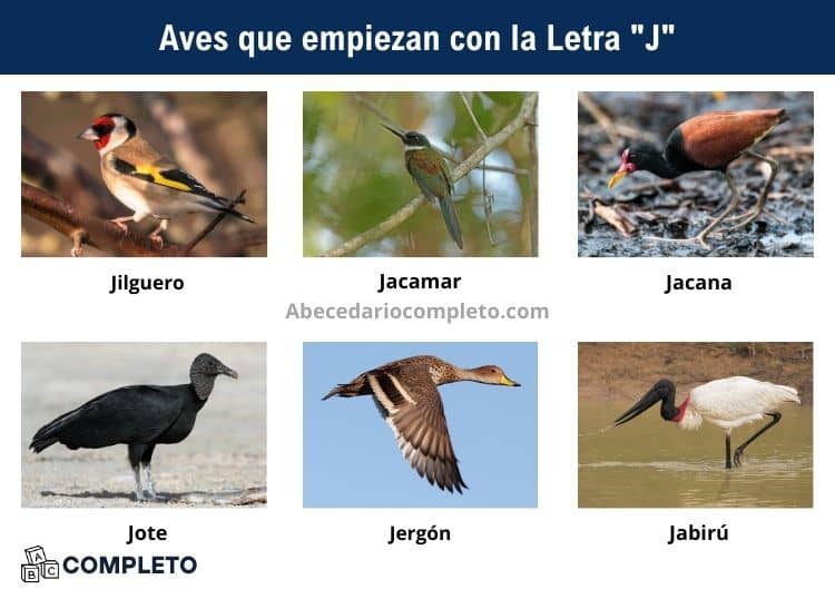 Aves que empiezan con J - Lista completa