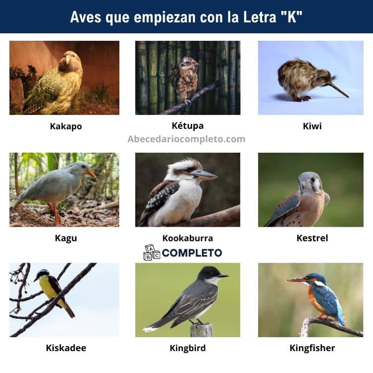 Aves que empiezan con K - Lista completa