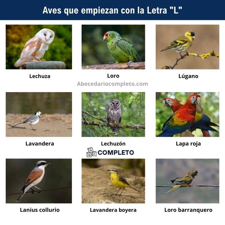 Aves que empiezan con L - Lista completa