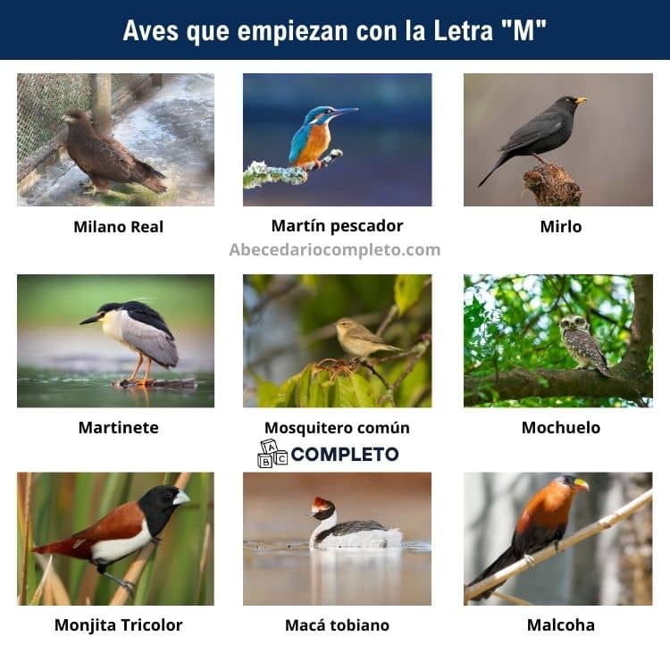 Aves que empiezan con M - Lista completa