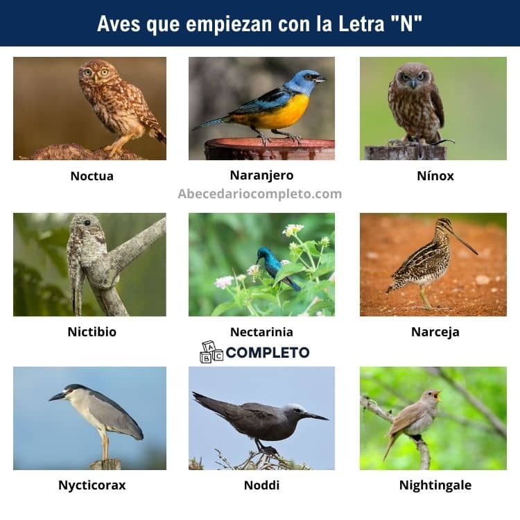 Aves que empiezan con N