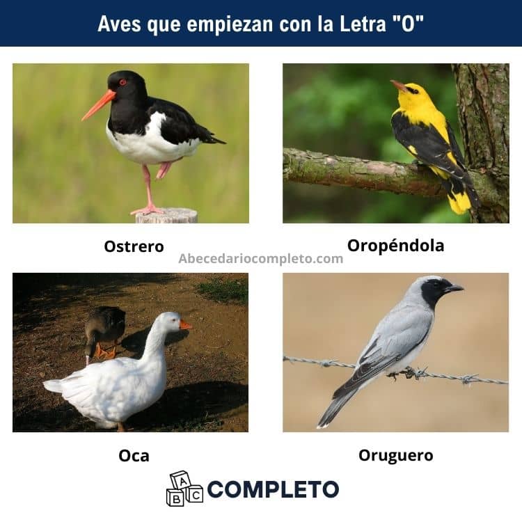 Aves que empiezan con O - Lista completa