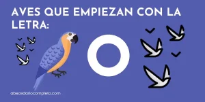 Aves que empiezan con O - Lista detallada