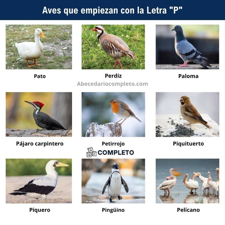 Aves que empiezan con P - Lista completa