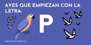 Aves que empiezan con P - Lista detallada