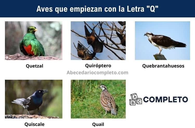 Aves que empiezan con Q - Lista completa