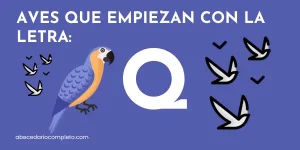 Aves que empiezan con Q - Lista detallada