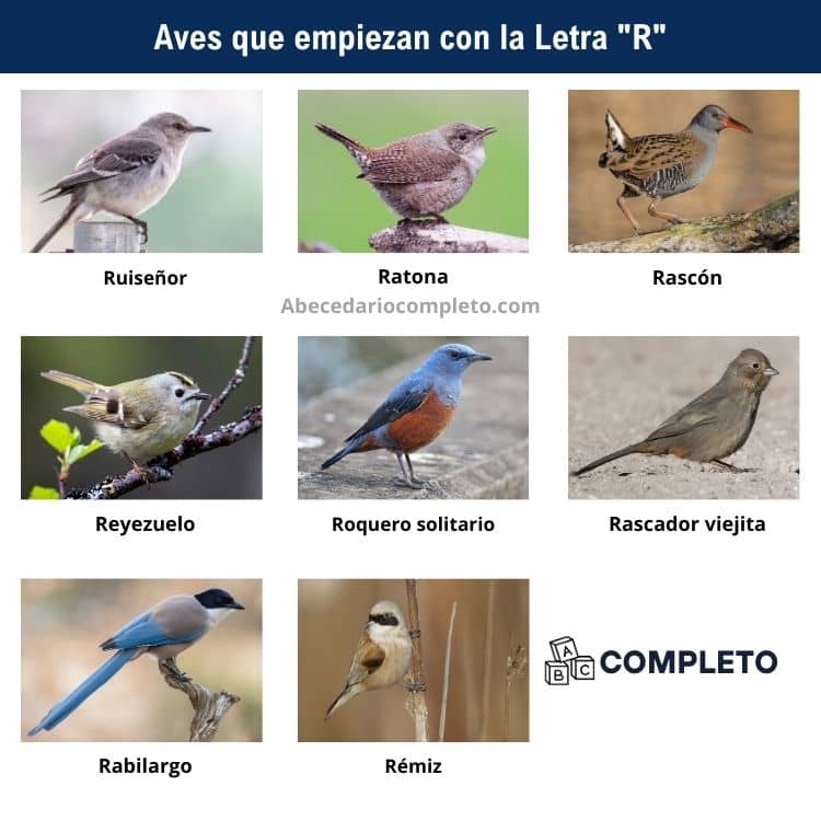 Aves que empiezan con R - Lista completa