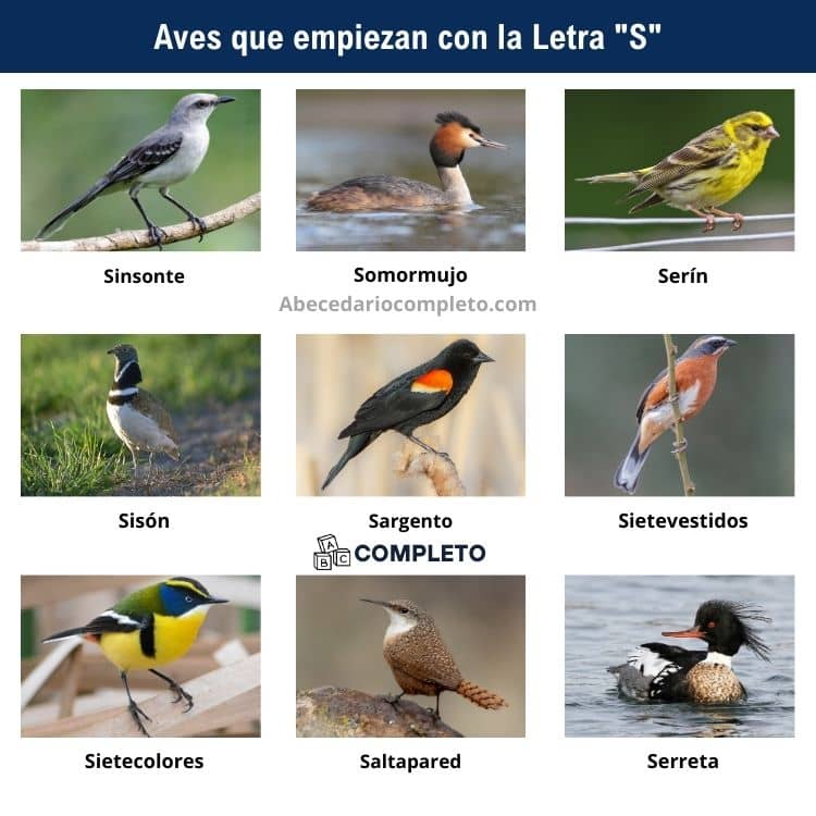 Aves que empiezan con S - Lista completa