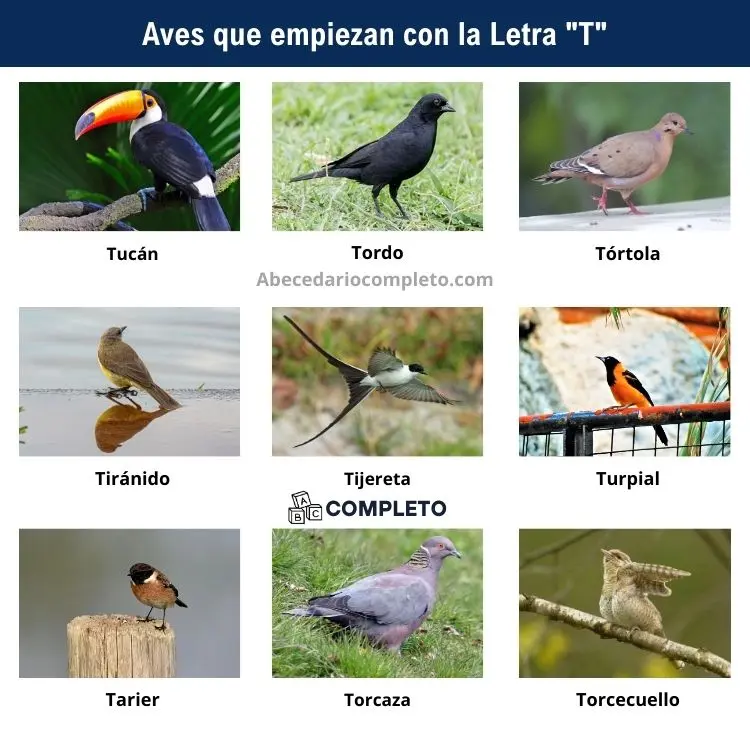 Aves que empiezan con T - Lista completa