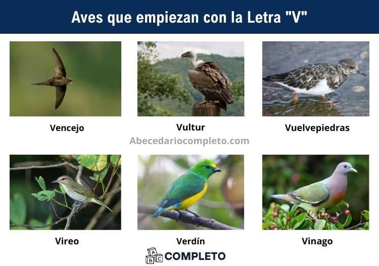 Aves que empiezan con V - Lista completa