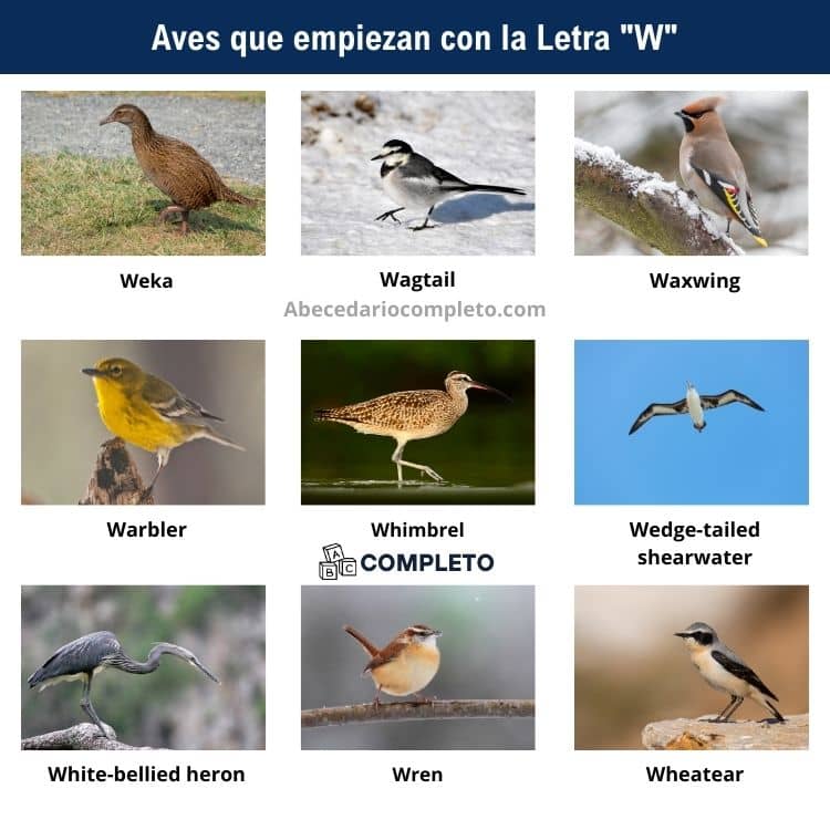 Aves que empiezan con W - Lista completa