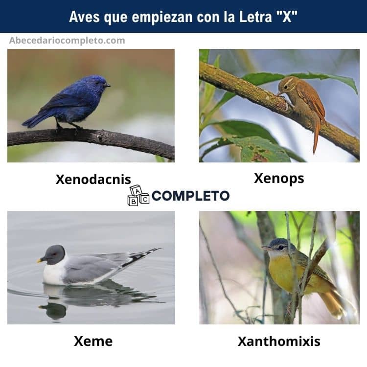 Aves que empiezan con X - Lista completa