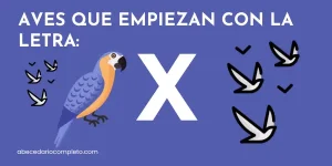 Aves que empiezan con X - Lista detallada