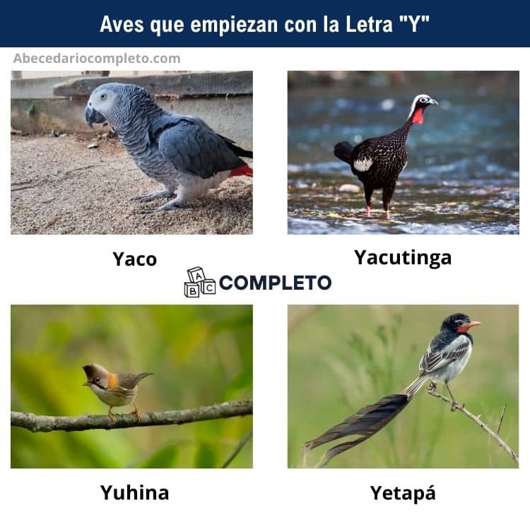 Aves que empiezan con Y - Lista completa