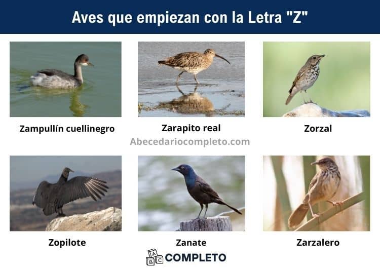 Aves que empiezan con Z - Lista completa