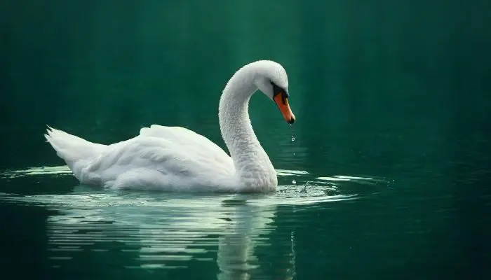 Cisne