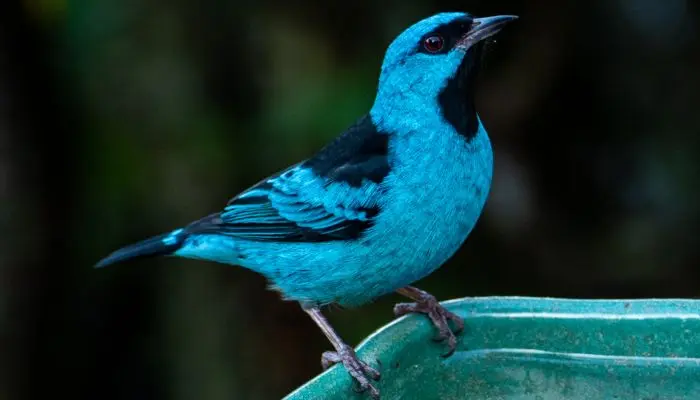 Dacnis