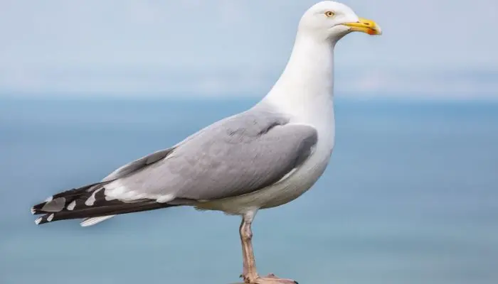 Gaviota