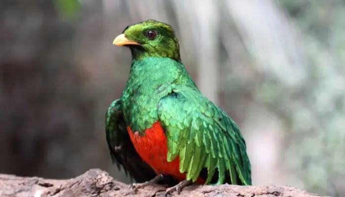 Quetzal