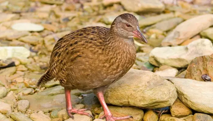 Weka