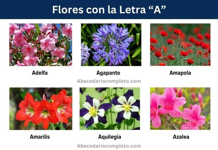 flores con la letra a