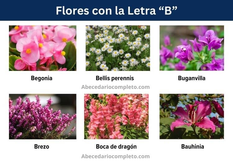 flores con la letra b