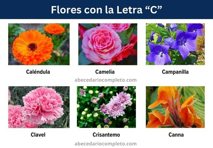 flores con la letra c