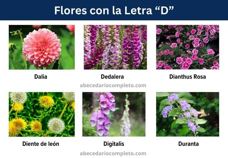 flores con la letra d