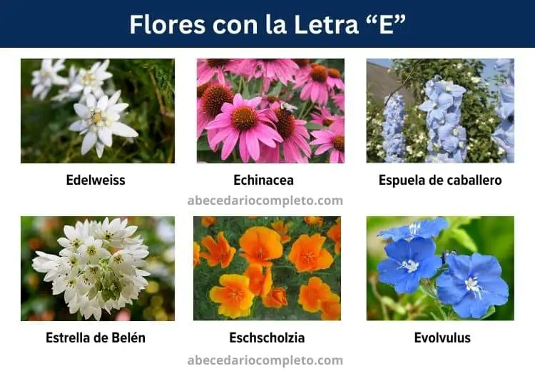 flores con la letra e