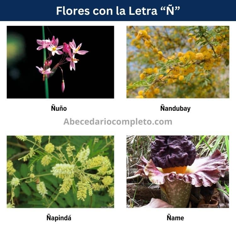 Flores con Ñ