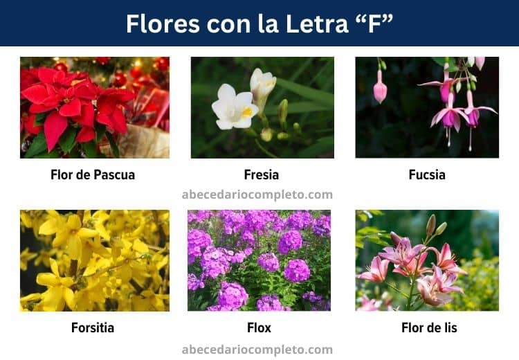 flores con la letra f