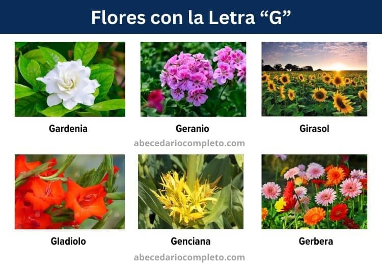 flores con la letra g