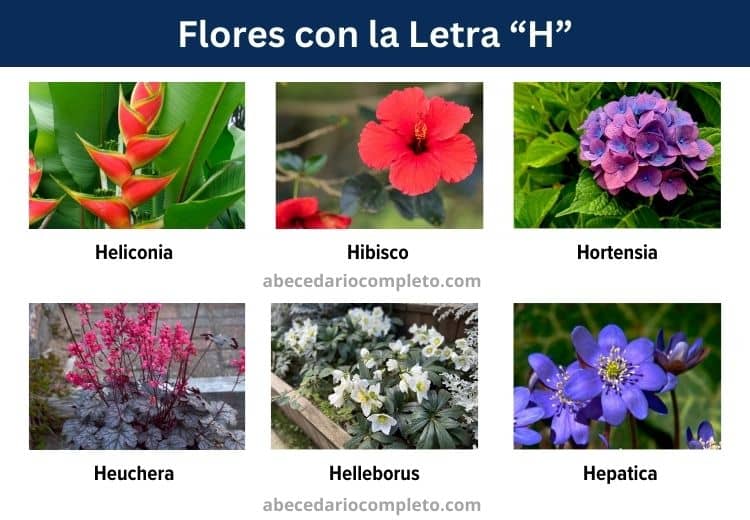 flores con la letra h