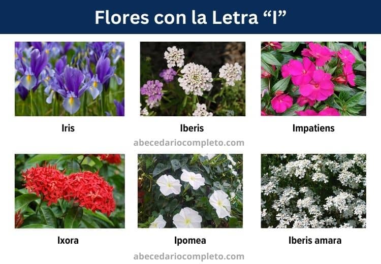 flores con la letra i