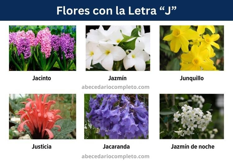 flores con la letra j