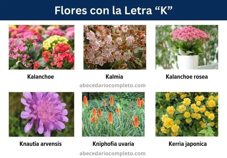 flores con la letra k