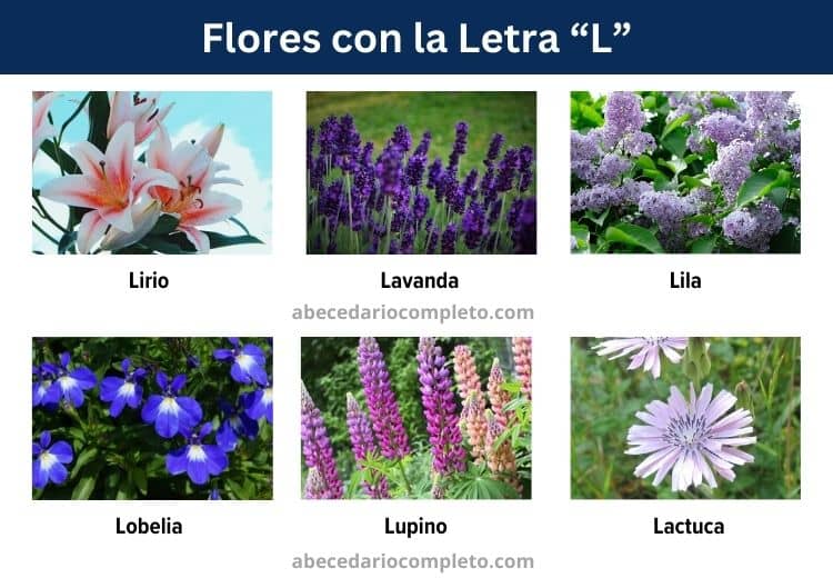 flores con la letra l