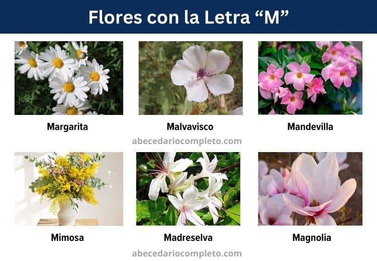 flores con la letra m