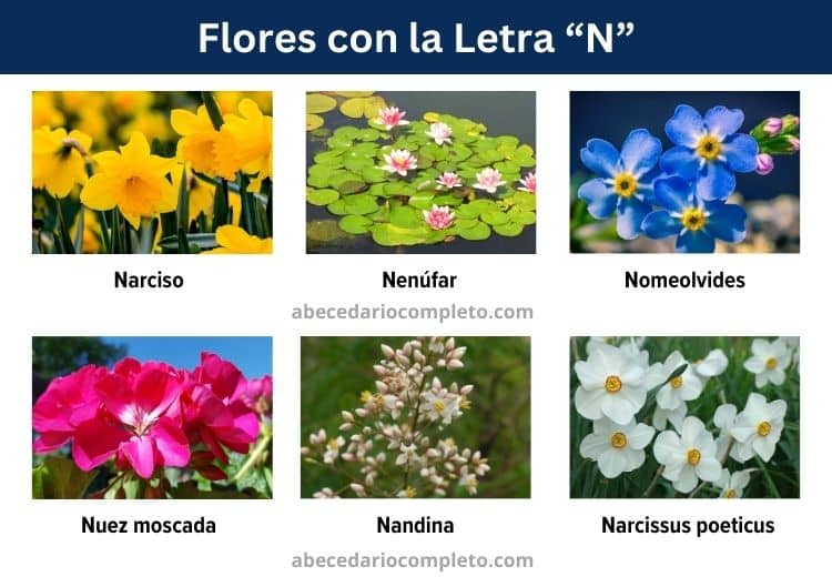 flores con la letra n